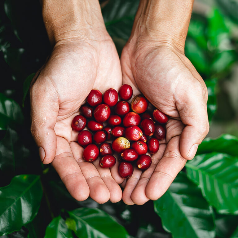 Hands holding coffee beans. Climate change. Rising coffee prices. Stijgende koffieprijzen door onder andere klimaatverandering.